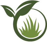 Strive Monstera Planting