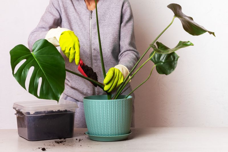 Contact About Monstera Planting