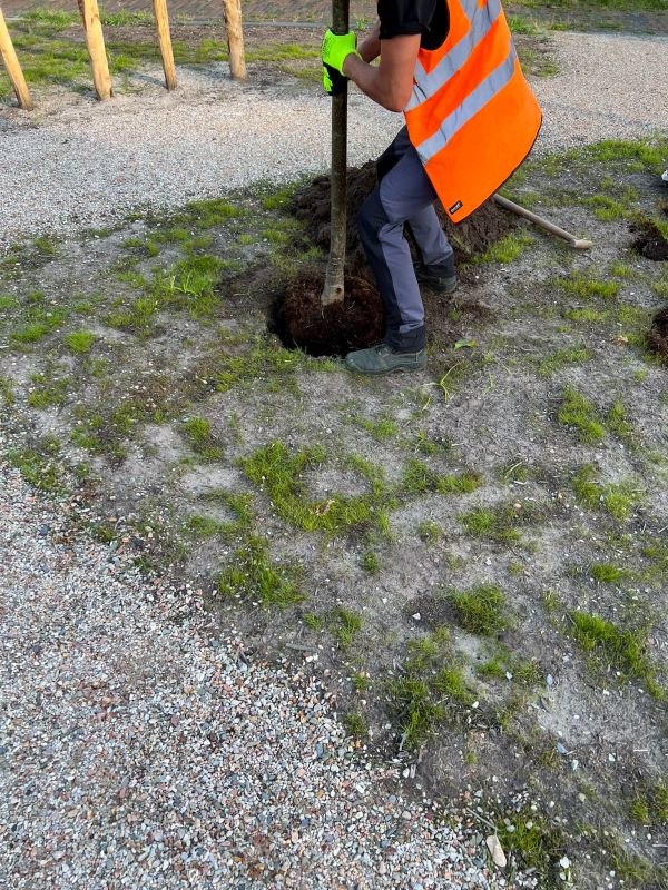 Dogwood Tree Planting in Ventura County, CA